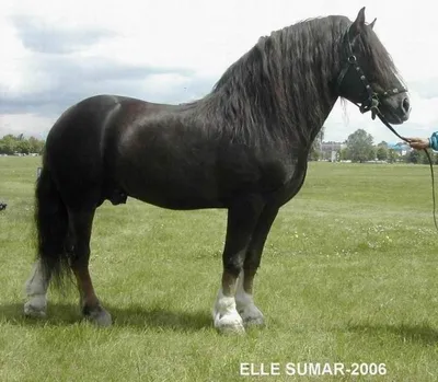 Красивая лошадь, скаковая лошадь, английская скаковая лошадь Стоковое Фото  - изображение насчитывающей тонкий, сильно: 154790480