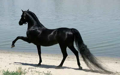 Самые красивые лошади — Самый Самый на TenChat.ru