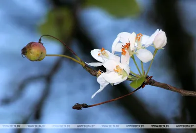 Гиацинты - «Очень красивый цветок для сада - гиацинт!» | отзывы