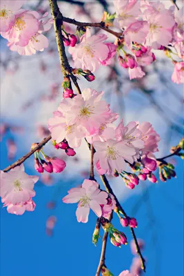 Для тех, кто не хочет пропустить весну. Красивые фото цветущих деревьев  разных лет