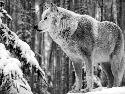 Красивые чёрно-белые фото волков | Собачий вестник | Дзен