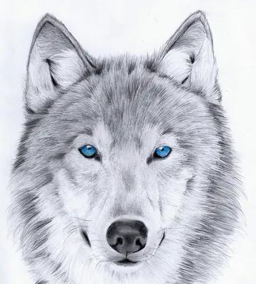Волк с синими глазами - 78 фото