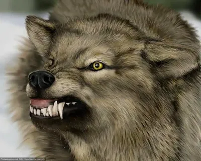 Интересные факты о волках » uCrazy.ru - Источник Хорошего Настроения