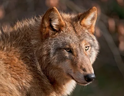 Красивые фото рыжих волков, которые произведут впечатление на каждого |  Собачий вестник | Дзен