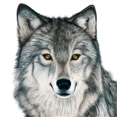 Волк для срисовки - 141 фото