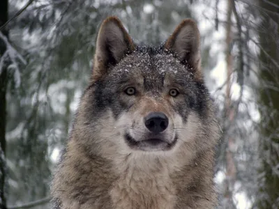 Дружба с хищником: как проходили съемки фильма «Мой волк»