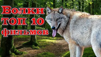 Самые красивые волки в мире (ТОП-10 видов) +ФОТО ?
