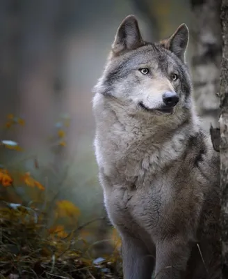 Где в Латвии живет больше всего волков? #природа #волки #хищники #ново... |  TikTok