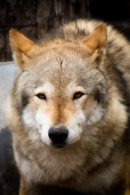Самые красивые волки в мире: топ-10 необычных и редких видов