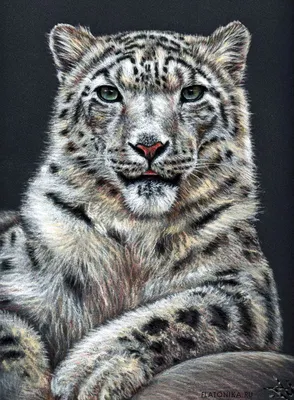 Красивые и реалистичные рисунки животных | FLATONIKA