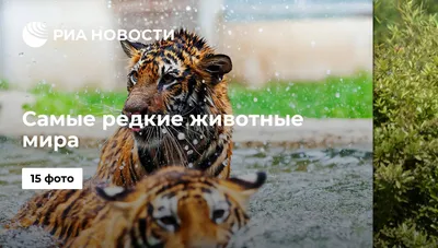 Ну очень влюбленные животные » BigPicture.ru