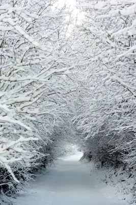 Вертикальные обои на айфон красивые зимние (52 картинки) | Живописные  пейзажи, Фотография льда, Пейзажи