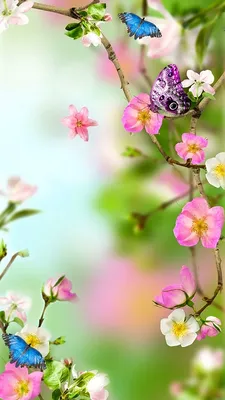 очень красивые голубые нежные весенние цветы для забывчивого настроения  Стоковое Изображение - изображение насчитывающей украшение, забудьте:  266371845
