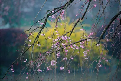 Картинки весна на заставку телефона (62 фото)