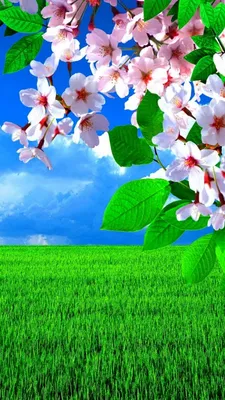 свободная очень приятные цветные весенние цветы Мдаш макро фото Стоковое  Фото - изображение насчитывающей свет, цветасто: 244105138