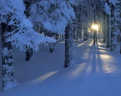 Красивые зимние картинки (32 фото) | Зимние картинки, Картинки снега,  Пейзажи