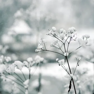 Красивые зимние картинки - самые новые и уютные (81 ФОТО)