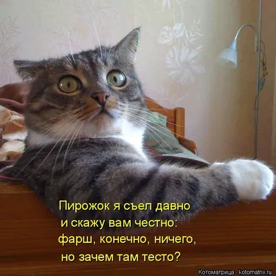 милые картинки с надписью | Милые котики, Веселые мемы, Котята