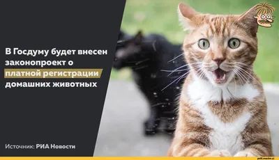 Самые смешные фото котов, которые наделали шума в интернете