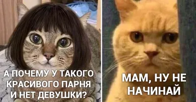 10+ смешных мемов с котиками, над которыми невозможно не смеяться