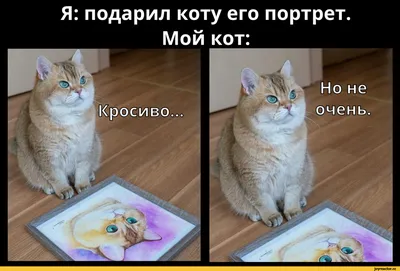 Смешные коты, кошки, котята: обои, картинки и фото - wallpapers cats.