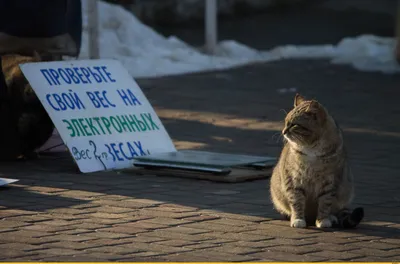 Весовой контроль / одесские котики :: котэ (прикольные картинки с кошками)  / смешные картинки и другие приколы: комиксы, гиф анимация, видео, лучший  интеллектуальный юмор.