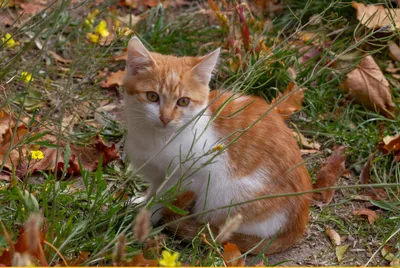 Рыжики / одесские котики :: под катом продолжение :: котэ (прикольные  картинки с кошками) / смешные картинки и другие приколы: комиксы, гиф  анимация, видео, лучший интеллектуальный юмор.