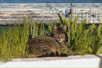 Котэ кустарный, обыкновенный / одесские котики :: длиннопост :: под катом  еще :: котэ (прикольные картинки с кошками) / смешные картинки и другие  приколы: комиксы, гиф анимация, видео, лучший интеллектуальный юмор.