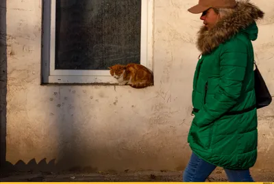 Тени мгновений / рыжий кот :: одесские котики :: под катом продолжение ::  котэ (прикольные картинки с кошками) / смешные картинки и другие приколы:  комиксы, гиф анимация, видео, лучший интеллектуальный юмор.