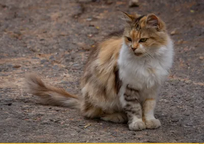 Осенний камуфляж / одесские котики :: котэ (прикольные картинки с кошками)  / смешные картинки и другие приколы: комиксы, гиф анимация, видео, лучший  интеллектуальный юмор.