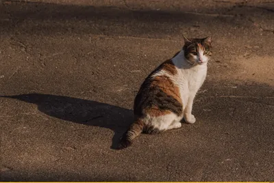 Кошечка / одесские котики :: трёхцветная кошка :: котэ (прикольные картинки  с кошками) / смешные картинки и другие приколы: комиксы, гиф анимация,  видео, лучший интеллектуальный юмор.