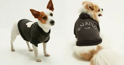 Одежда для собак - для чего она нужна - виды одежды для собак