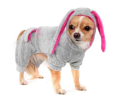 Комбинезон \"Динозавр\" одежда для собак, 5 размеров купить по цене 419 ₽ в  интернет-магазине KazanExpress