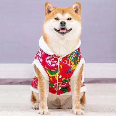 Одежда для собак, как выбрать и определить размер - Собаки обзор на Gomeovet