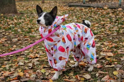 Купить Мягкое хлопковое пальто с цветком для собак и кошек, плюшевая одежда  для домашних животных, модный жилет для щенков, зимний наряд | Joom
