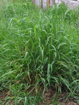 Сорняки-индикаторы кислотности грунта. Как по сорным травам определить  состояние почвы в огороде | Болтушка | Дзен