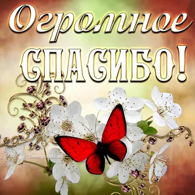 Большое спасибо на открытке с красными розами