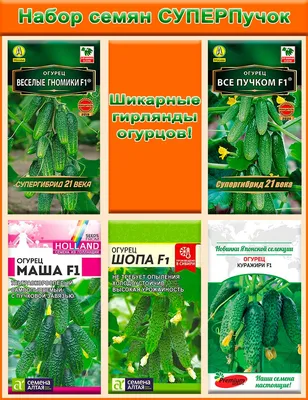 Огурцы Агрофирма Аэлита 90857 - купить по выгодным ценам в  интернет-магазине OZON (524015776)