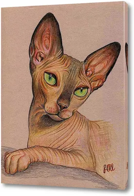Сфинкс браш - описание породы кошек: характер, особенности поведения,  размер, отзывы и фото - Питомцы Mail.ru