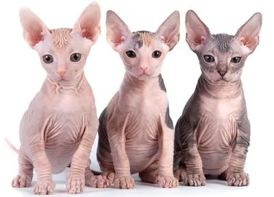 Сфинкс - лысый кот серого окраса с голубыми глазами – купить в  интернет-магазине HobbyPortal.ru с доставкой