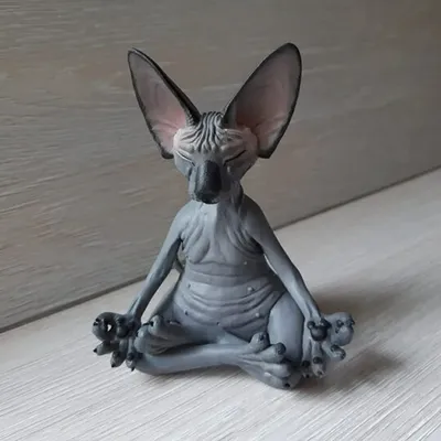 Кошка породы Сфинкс, Sphynx