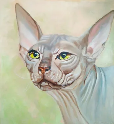 Сфинкс – описание породы лысых кошек | Hill's