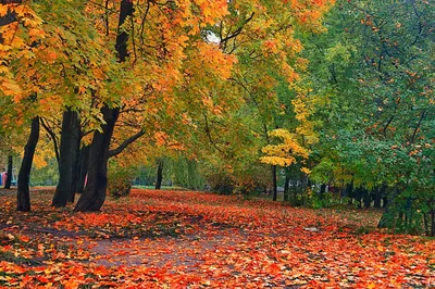Осень октябрь - фото и картинки: 60 штук