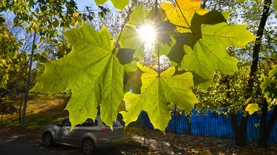 золотая осень осень октябрь в известном мюнхенском месте отдыха английский  сад с опавшими листьями и золотым солнечным светом мюнхен Фото Фон И  картинка для бесплатной загрузки - Pngtree