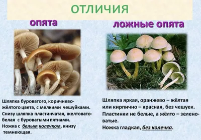 Опята: съедобные и несъедобные виды | ВКонтакте
