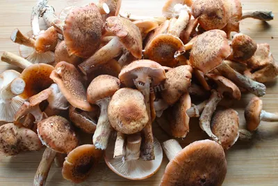 Что делать с опятами: три лучших рецепта на зиму – грибная икра,  маринованные опята с горчицей и сочные грибочки без закатки