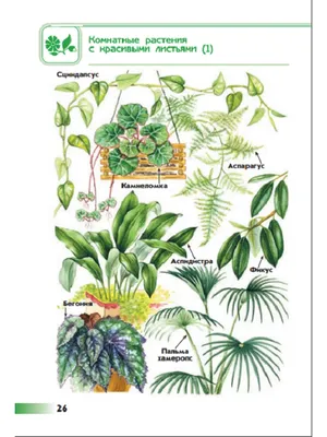 Атлас определитель \"От Земли до неба\": какие комнатные растения в нем есть?