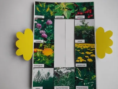 Как узнать название растения по фото с помощью смартфона - Российская газета