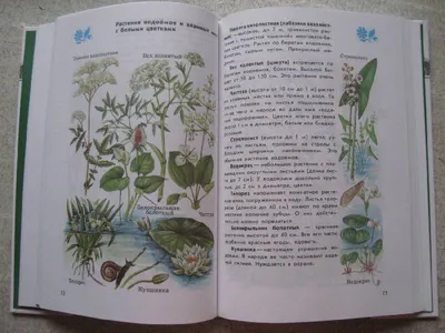 Ботаническая иллюстрация — Википедия