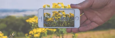 Отзыв о Flora Incognita - приложение для Android | Хорошо работающее  приложение определитель растений, полезные, лечебные качества, биология